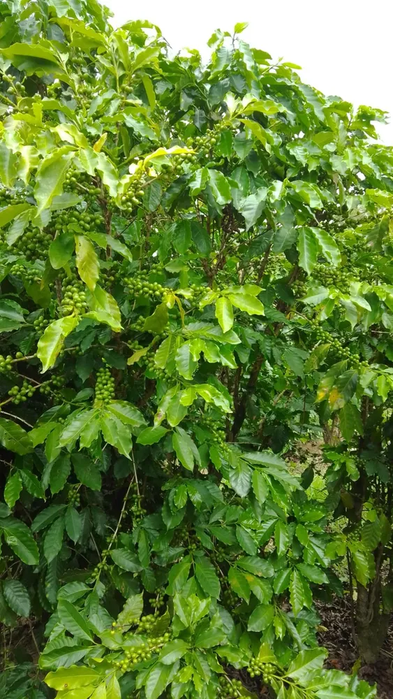 Fazenda, 76 m² - Foto 2