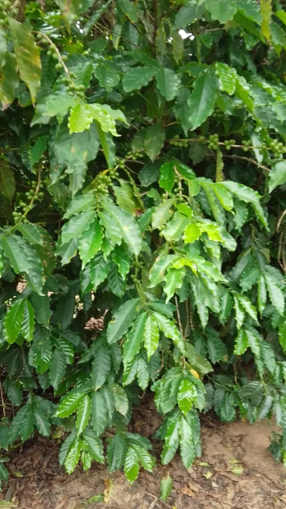 Fazenda, 76 m² - Foto 8