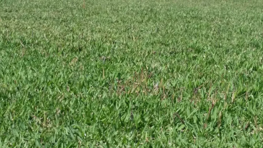 Fazenda, 99 m² - Foto 3