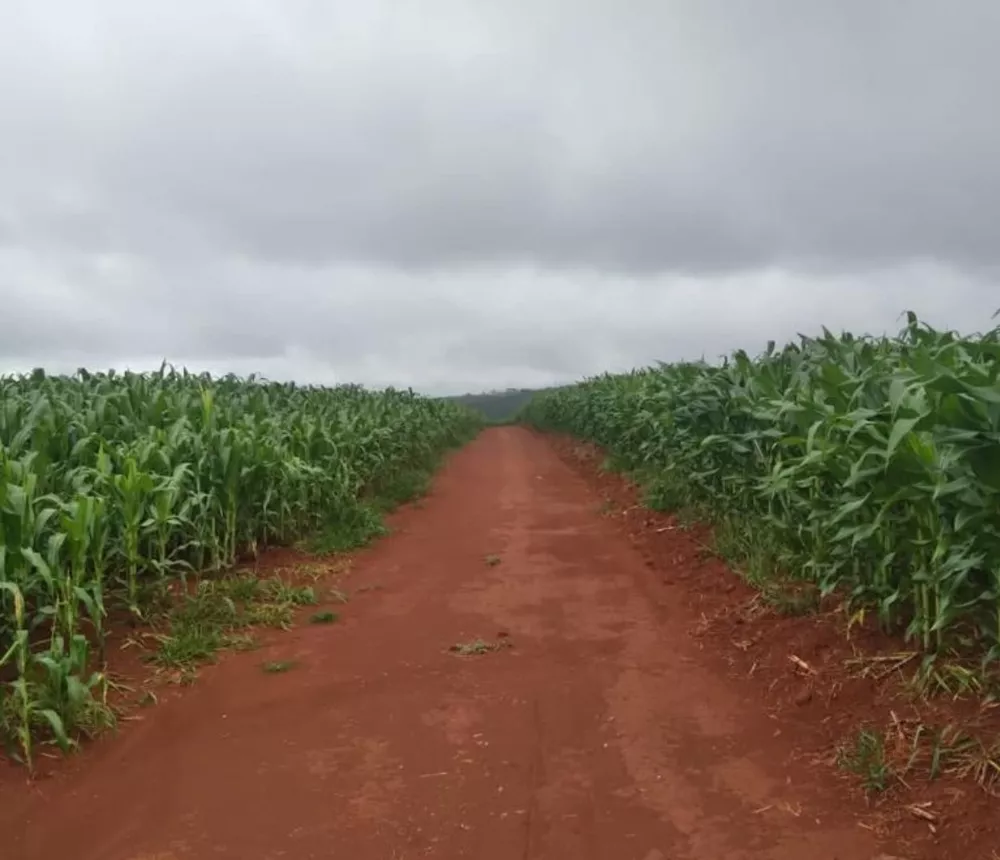 Sítio, 25 m² - Foto 2