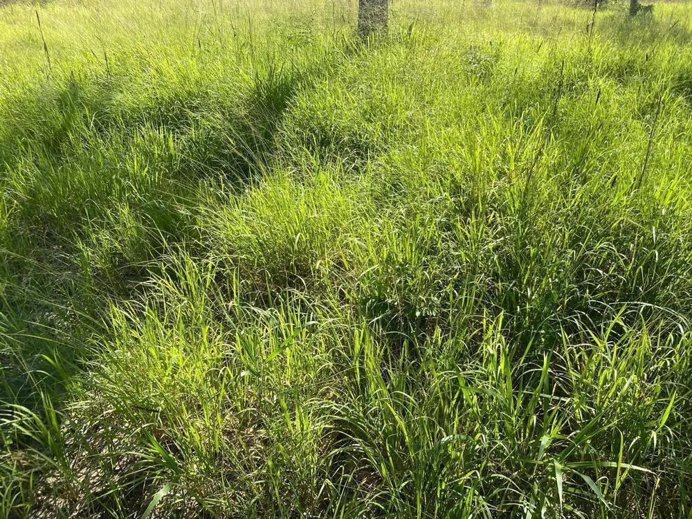 Fazenda, 2045 m² - Foto 1