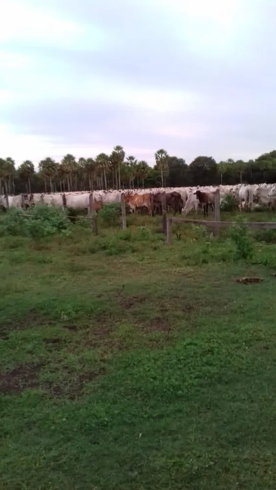 Fazenda, 653 m² - Foto 6