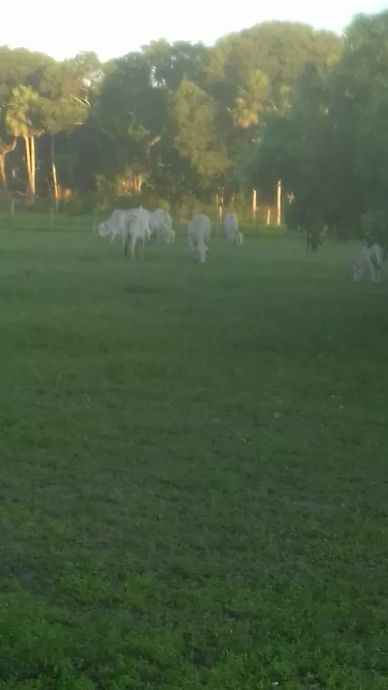 Fazenda, 653 m² - Foto 3