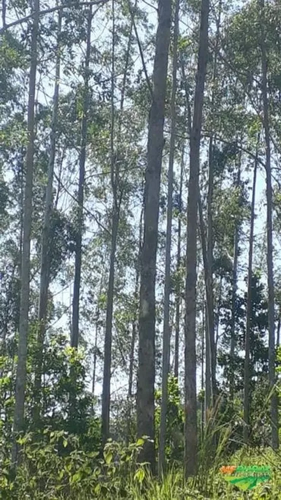 Fazenda, 265 m² - Foto 1