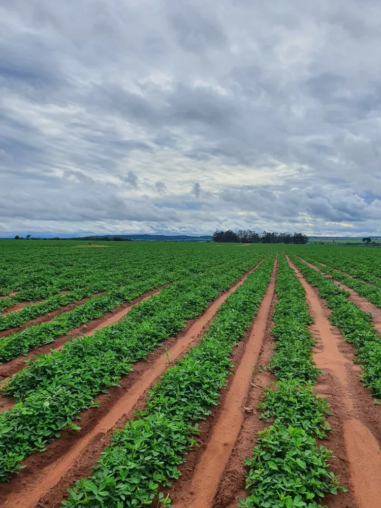 Fazenda, 330 m² - Foto 3