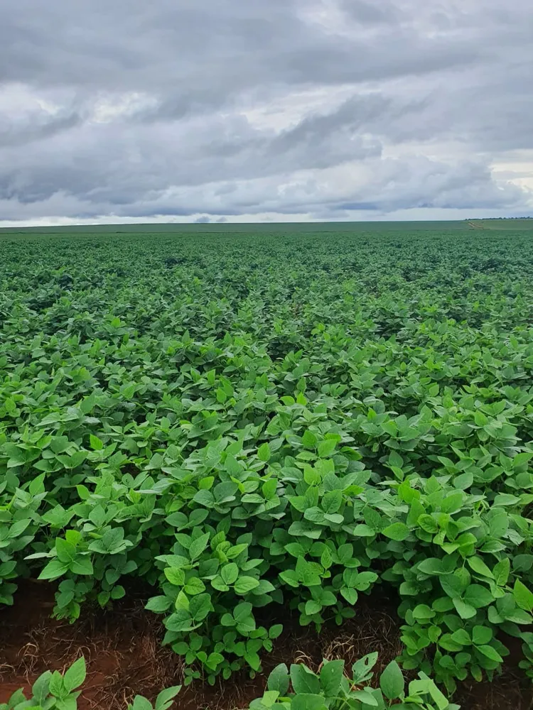 Fazenda, 330 m² - Foto 1