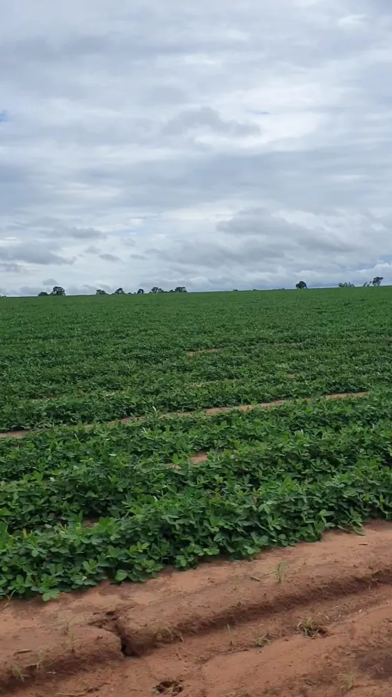 Fazenda, 330 m² - Foto 2