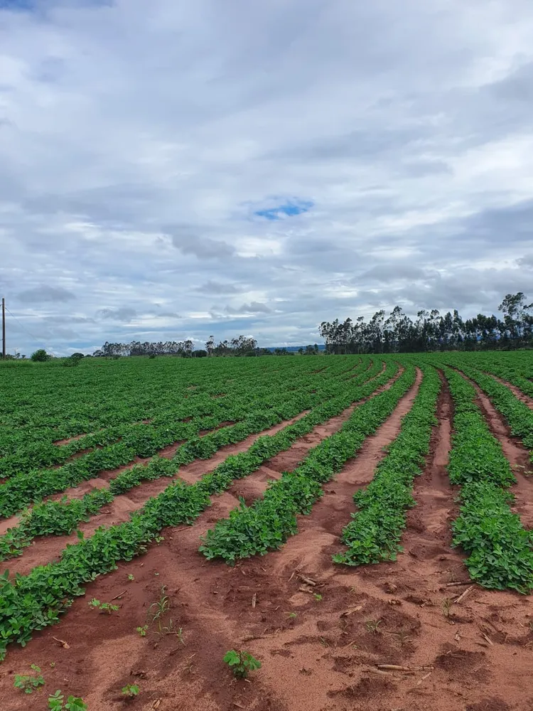 Fazenda, 330 m² - Foto 10