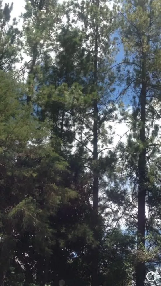 Sítio, 9 m² - Foto 4