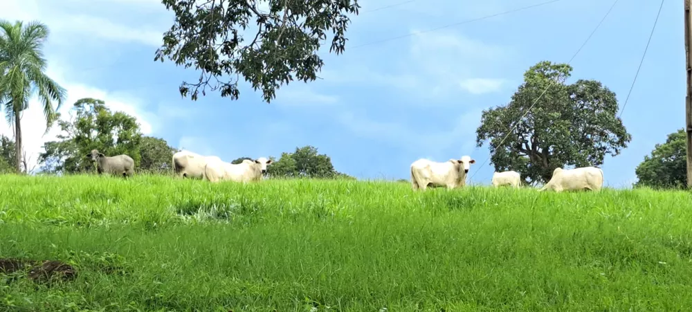 Fazenda, 92 m² - Foto 1