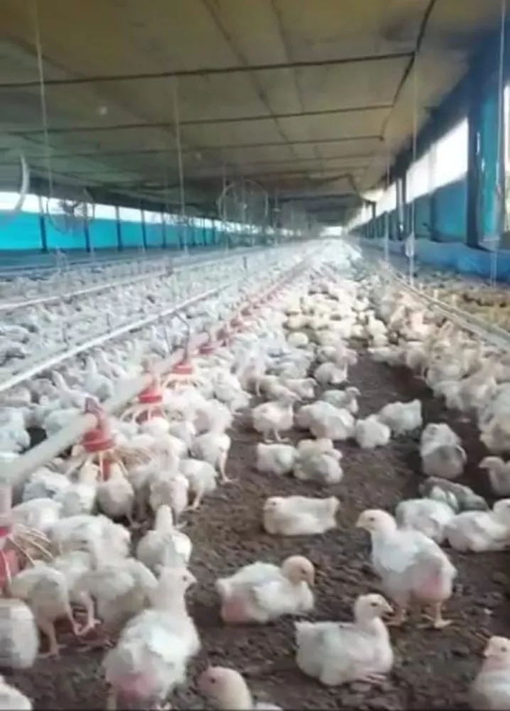 Sítio, 7 m² - Foto 2