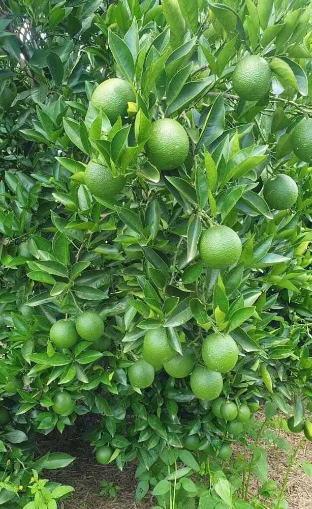 Fazenda, 92 m² - Foto 2