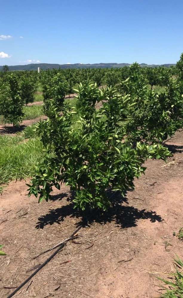 Fazenda, 92 m² - Foto 1