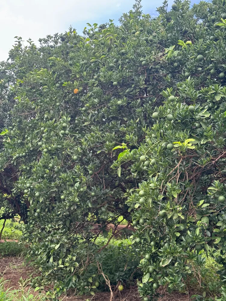 Fazenda, 390 m² - Foto 1