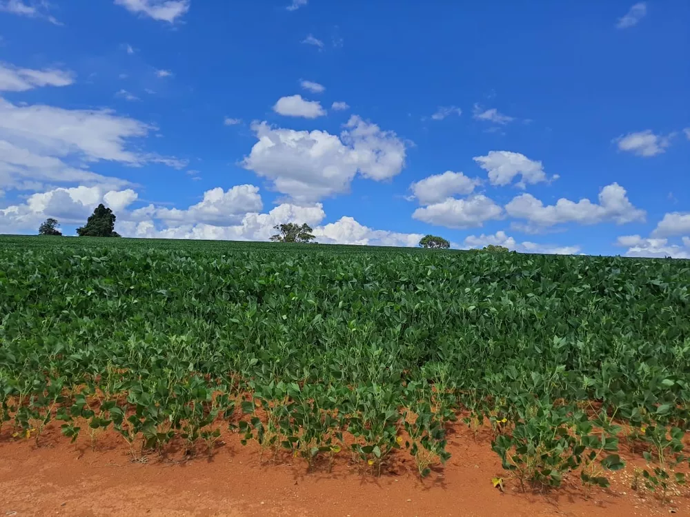 Sítio, 20 m² - Foto 3