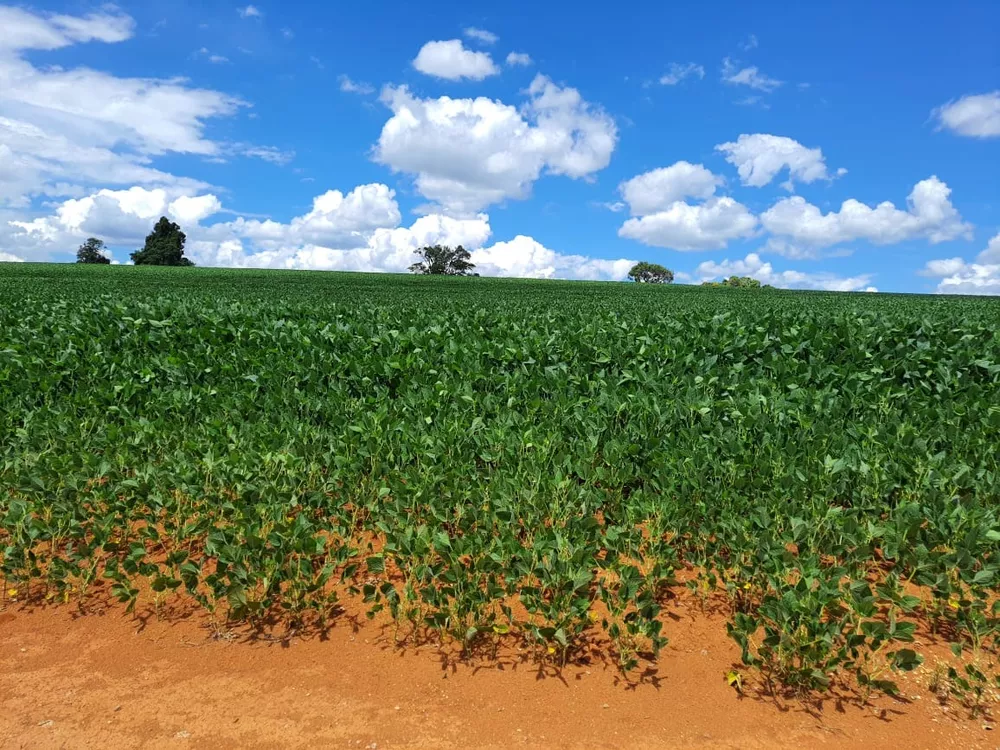 Sítio, 20 m² - Foto 2