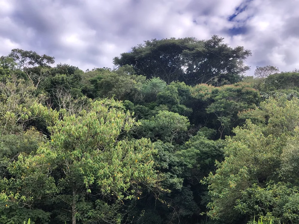 Sítio, 4 m² - Foto 3