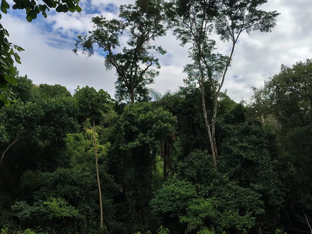 Sítio, 4 m² - Foto 2