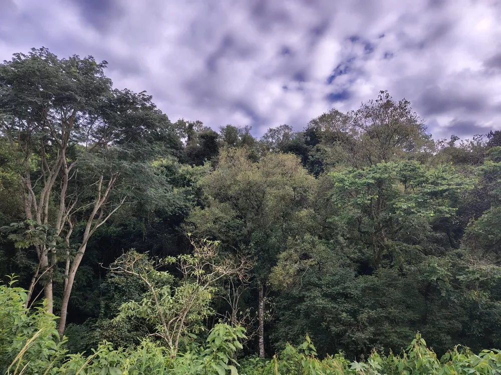 Sítio, 4 m² - Foto 4