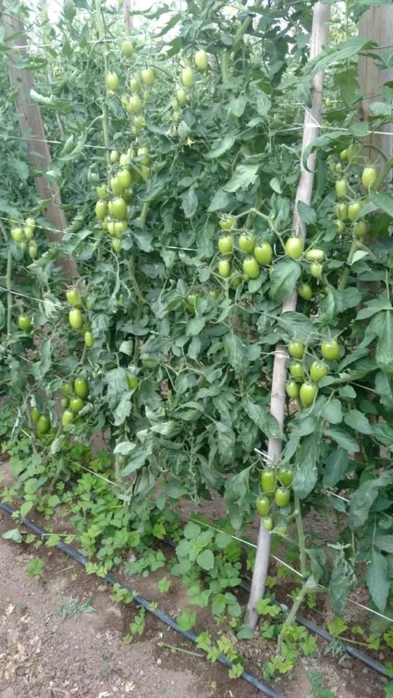 Sítio, 4 m² - Foto 2