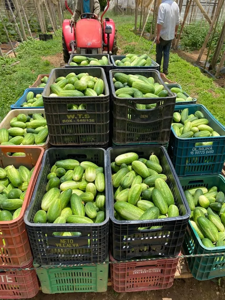 Sítio, 4 m² - Foto 1