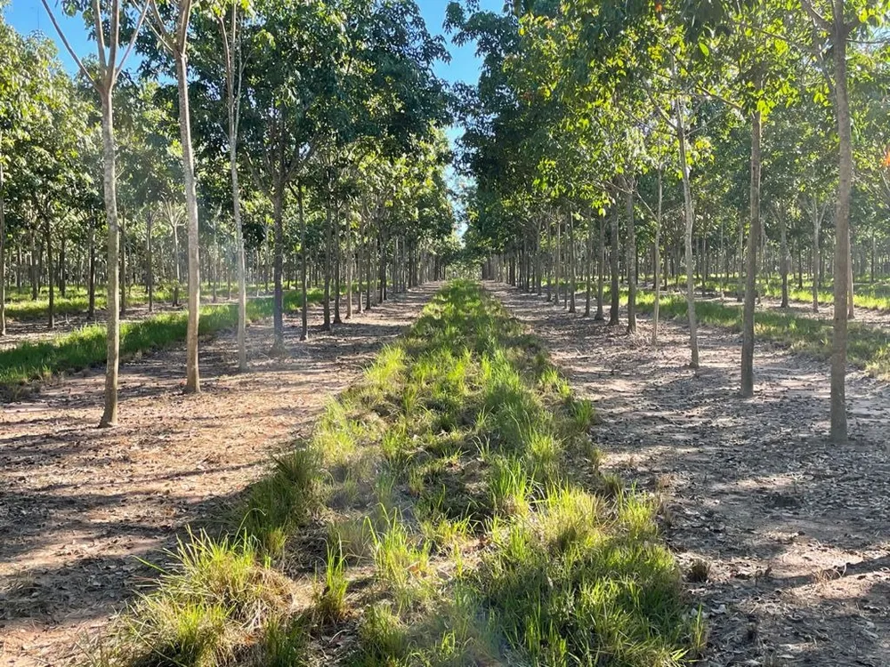 Fazenda, 7024 m² - Foto 5