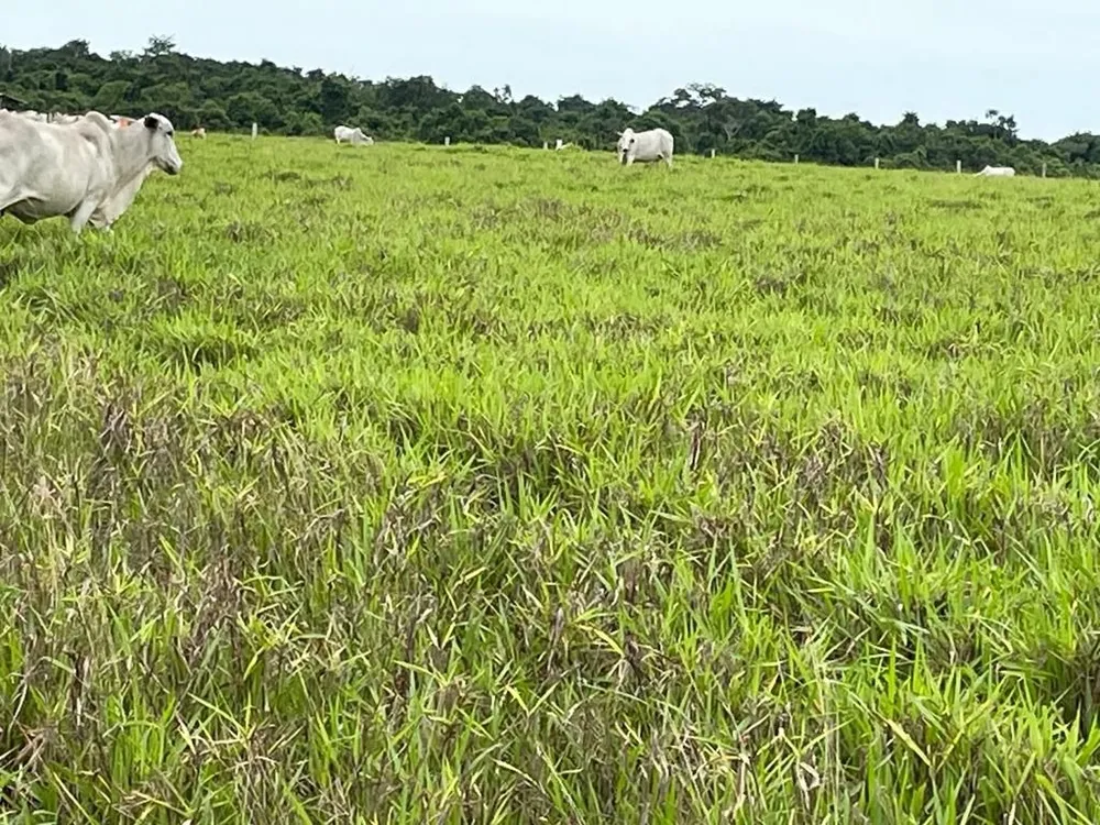 Fazenda, 7024 m² - Foto 3