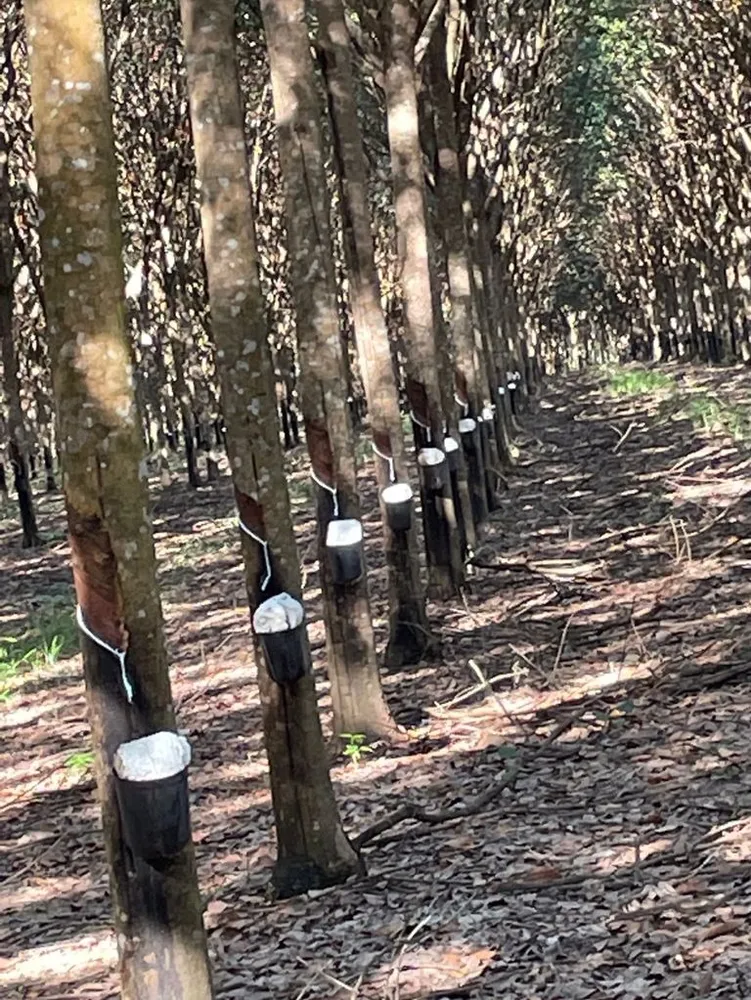Fazenda, 7024 m² - Foto 9
