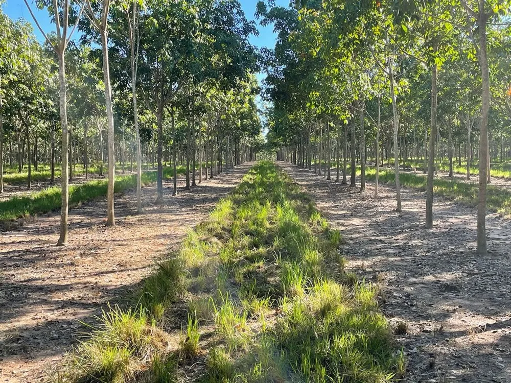 Fazenda, 7024 m² - Foto 10