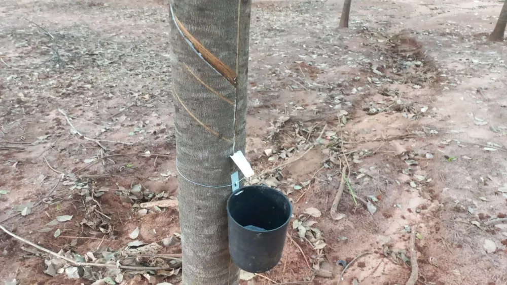 Sítio, 24 m² - Foto 3