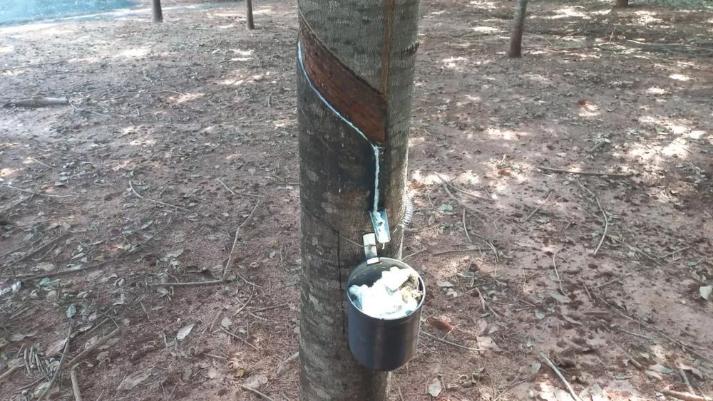 Sítio, 24 m² - Foto 4