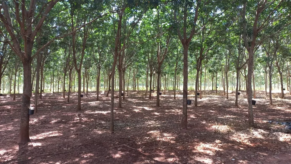 Sítio, 24 m² - Foto 1