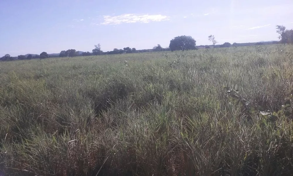 Fazenda, 818 m² - Foto 5