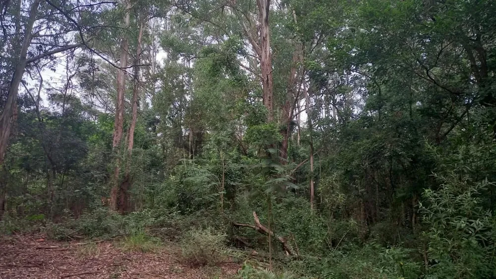 Terreno, 1 hectares - Foto 1