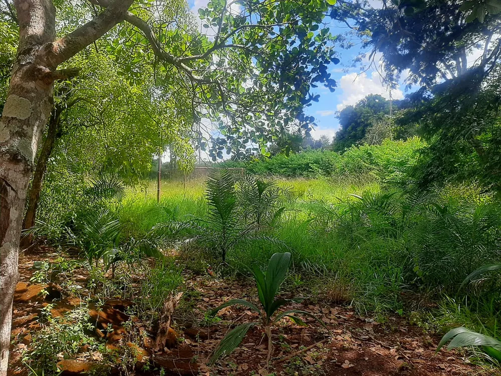 Chácara, 2 quartos, 6811 m² - Foto 17