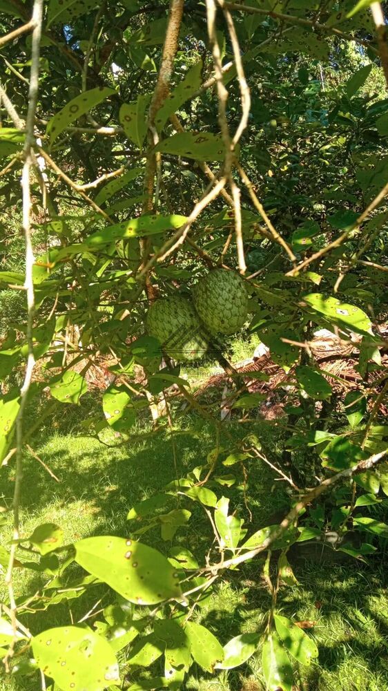 Chácara, 4 quartos, 5000 m² - Foto 7