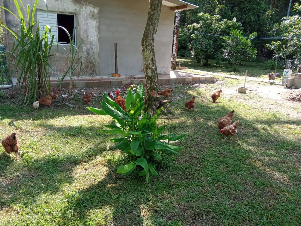 Chácara, 4 quartos, 5000 m² - Foto 12