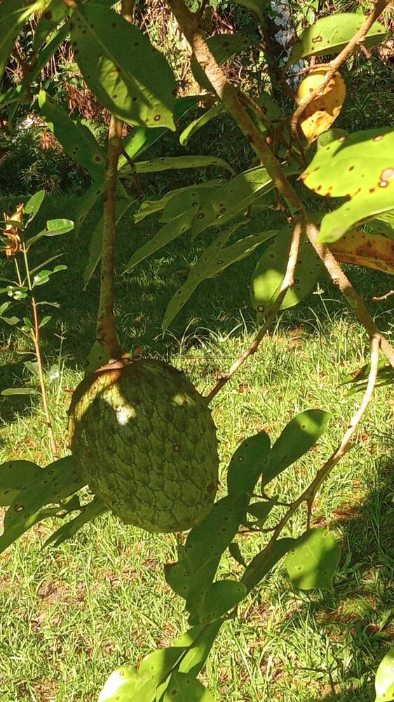 Chácara, 4 quartos, 5000 m² - Foto 18