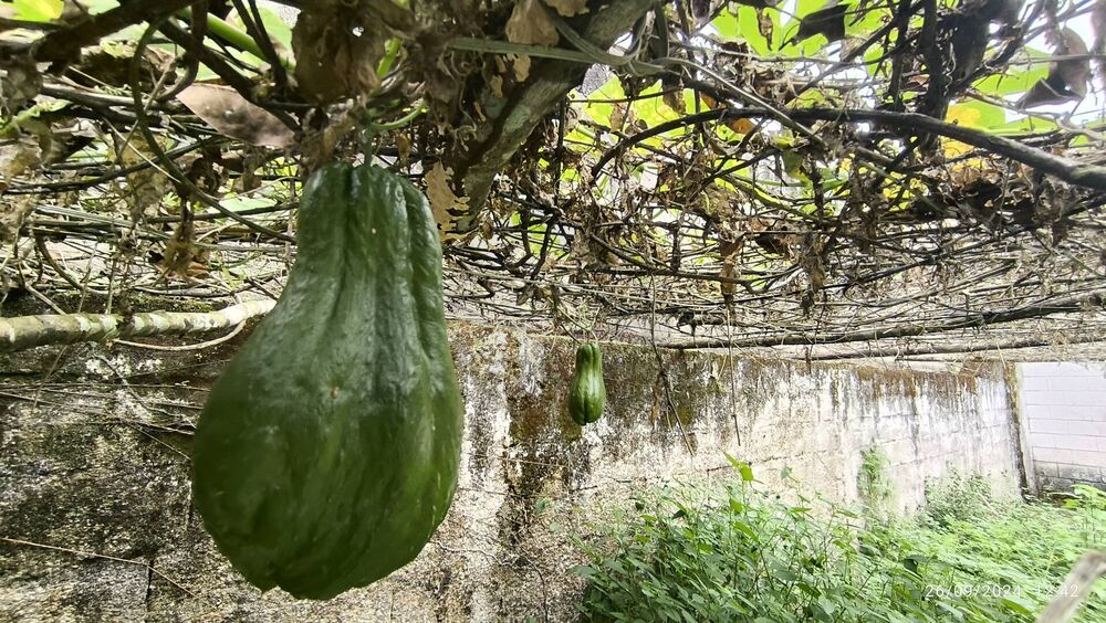 Chácara, 2 quartos, 1000 m² - Foto 12