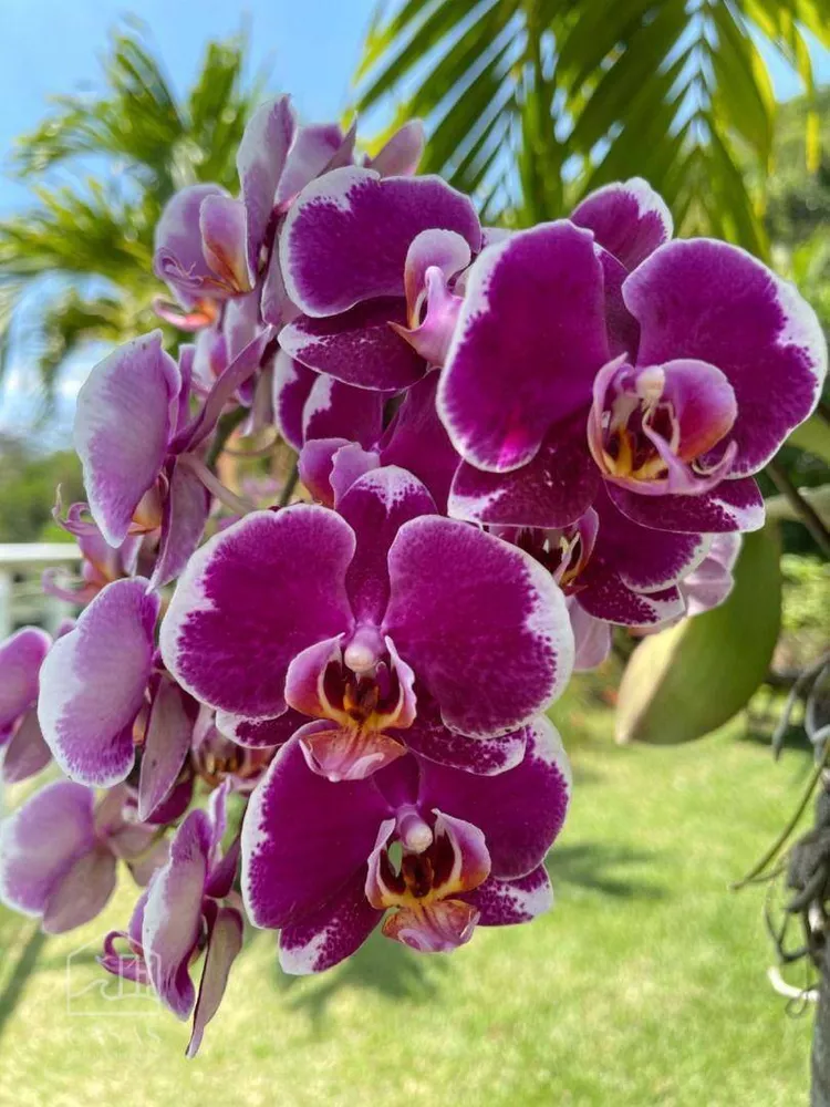 Casa de Condomínio, 5 quartos - Foto 31