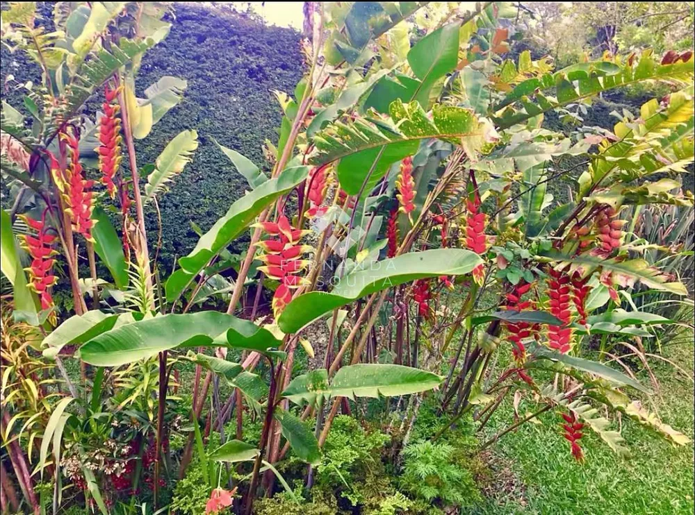 Sítio, 6 quartos, 300 m² - Foto 27