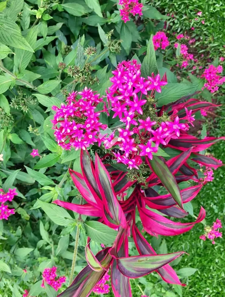 Sítio, 6 quartos, 300 m² - Foto 5