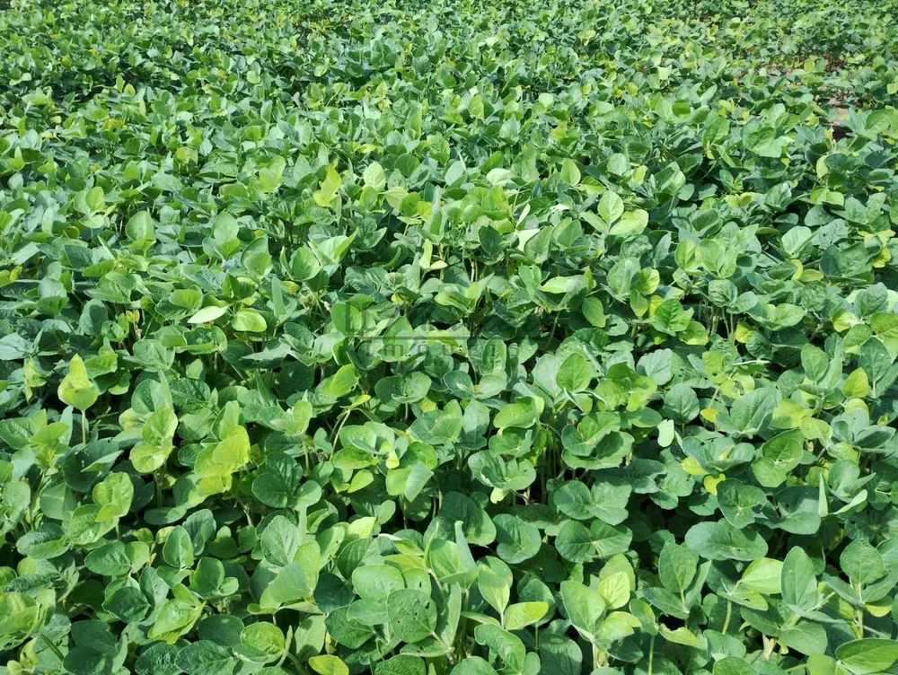 Fazenda, 677 m² - Foto 5