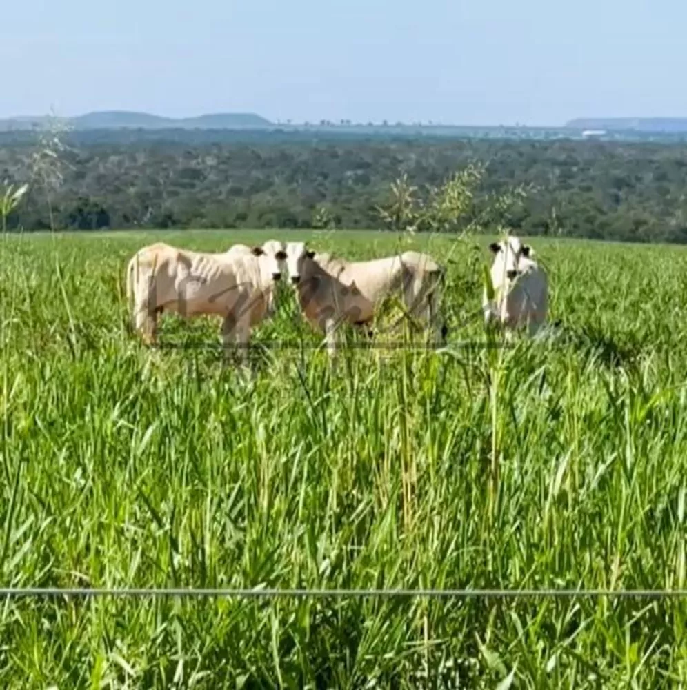 Fazenda, 2856 m² - Foto 6