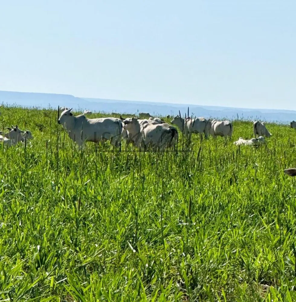 Fazenda, 2856 m² - Foto 17