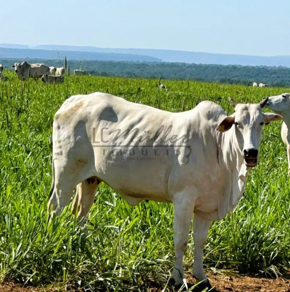 Fazenda, 2856 m² - Foto 15