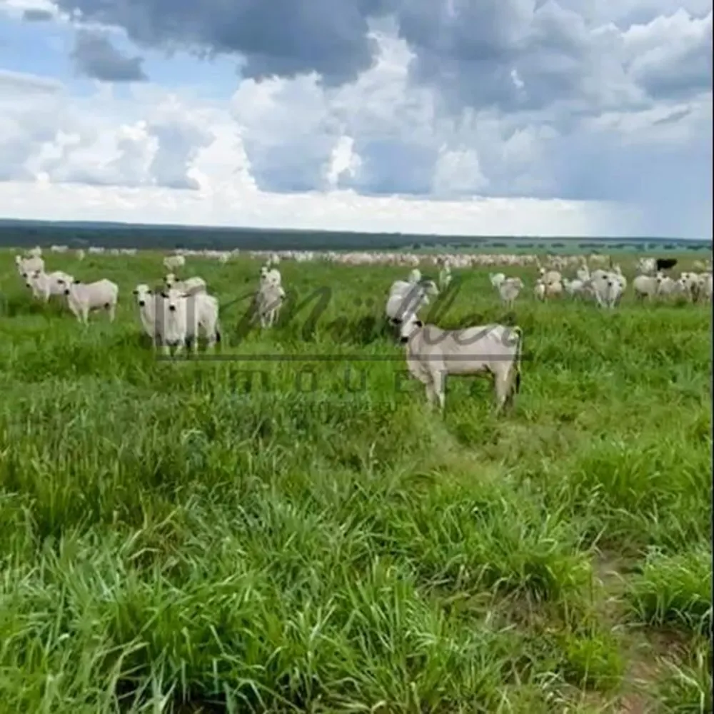Fazenda, 2856 m² - Foto 14