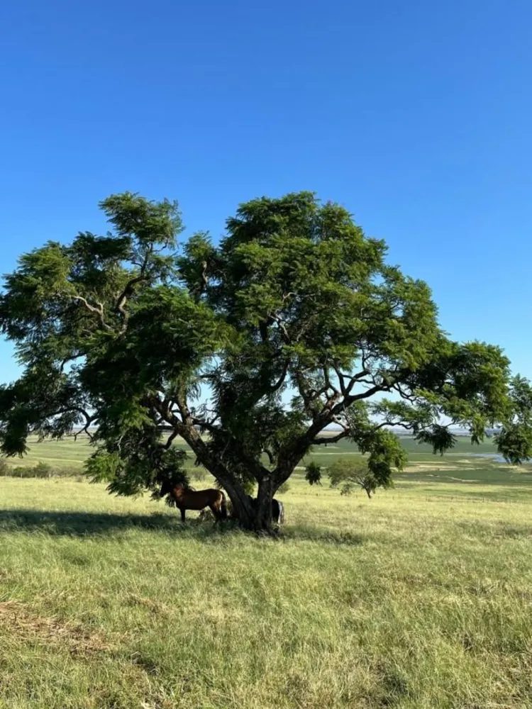 Fazenda, 120 m² - Foto 2