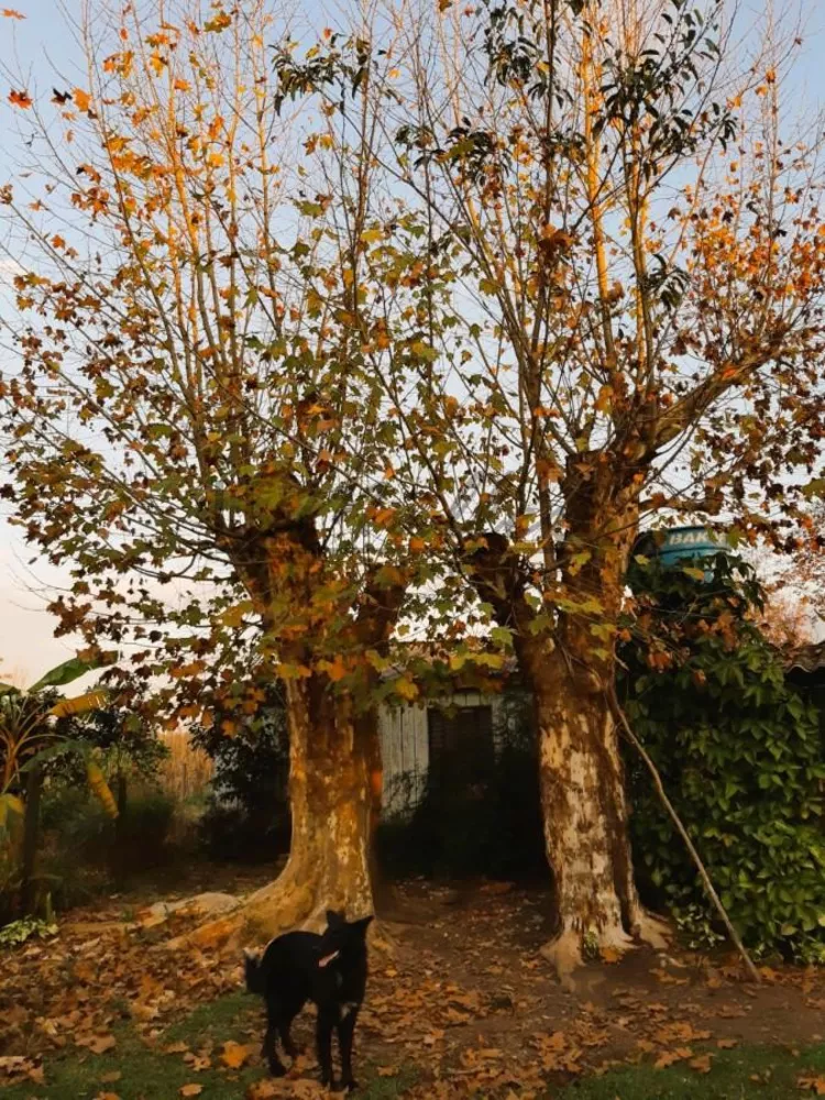 Chácara, 1 m² - Foto 3