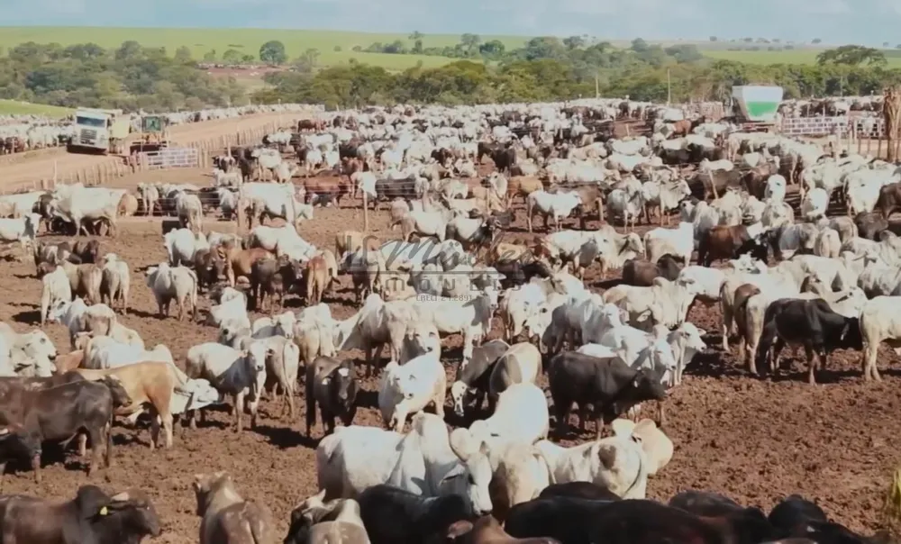 Fazenda, 10000 m² - Foto 10